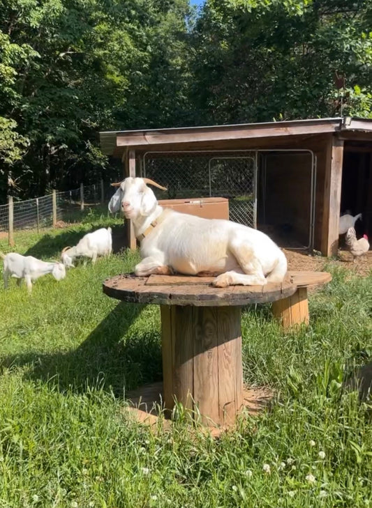 This Week On The Farm . . .