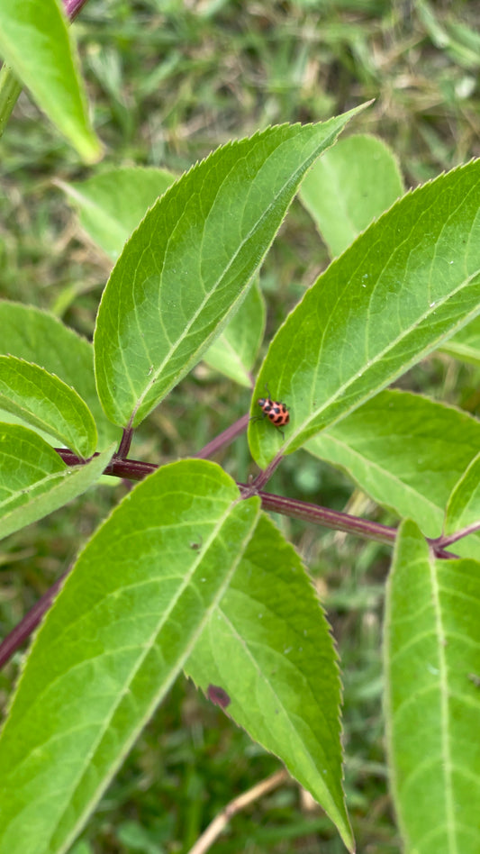 ladybug on a leaf