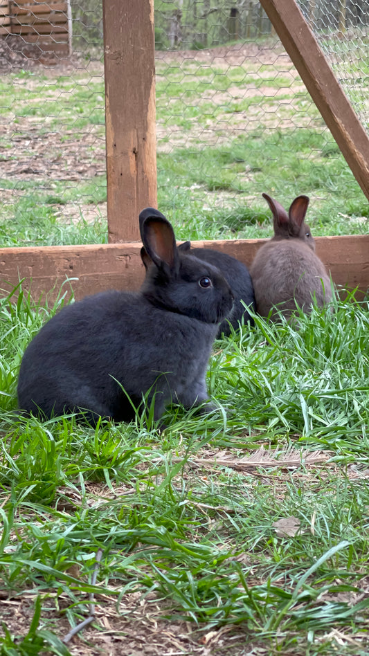 baby rabbit sitting on the grass in a rabbit tractor.