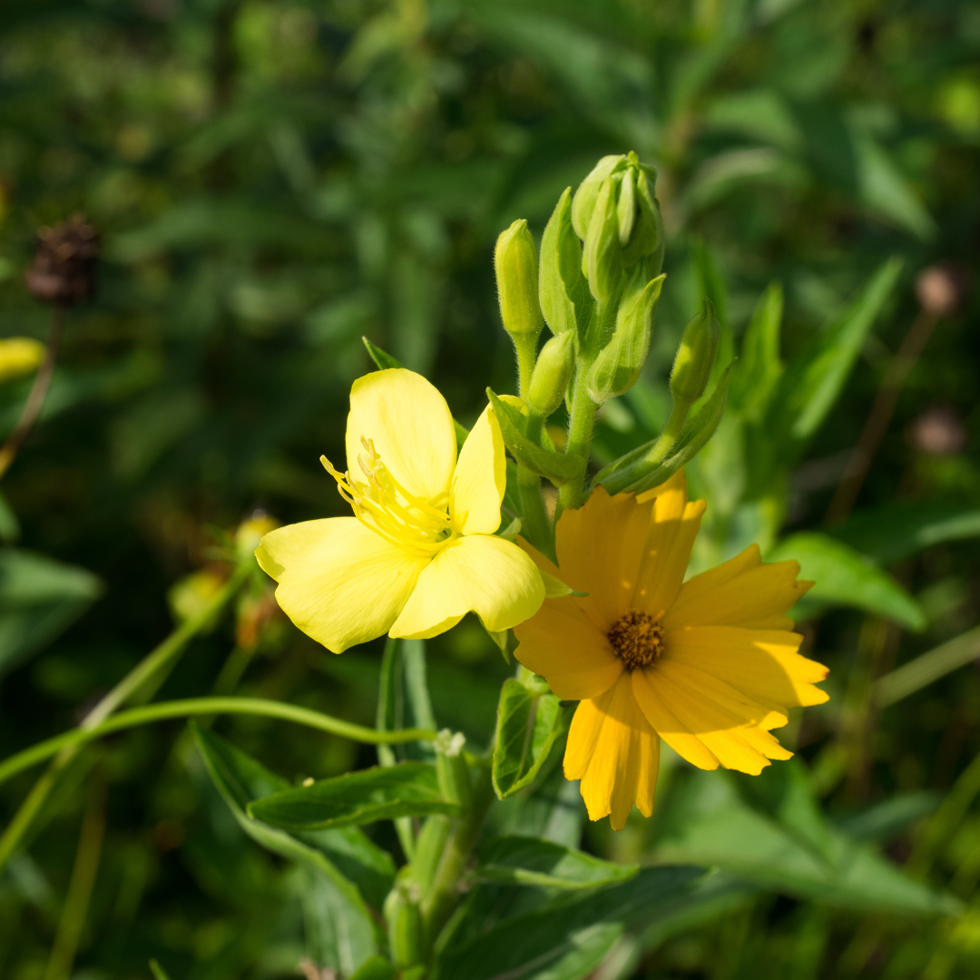 Evening Primrose seeds, premium evening primrose seeds, North Carolina homesteading seeds, homesteading seeds for beginners, Seeds for gardening, seeds for gardening, evening primrose seeds for gardening, small farm seeds, homestead items