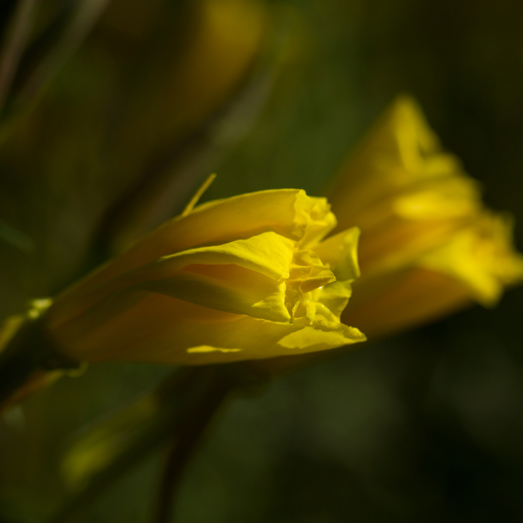 Evening Primrose seeds, premium evening primrose seeds, North Carolina homesteading seeds, homesteading seeds for beginners, Seeds for gardening, seeds for gardening, evening primrose seeds for gardening, small farm seeds, homestead items