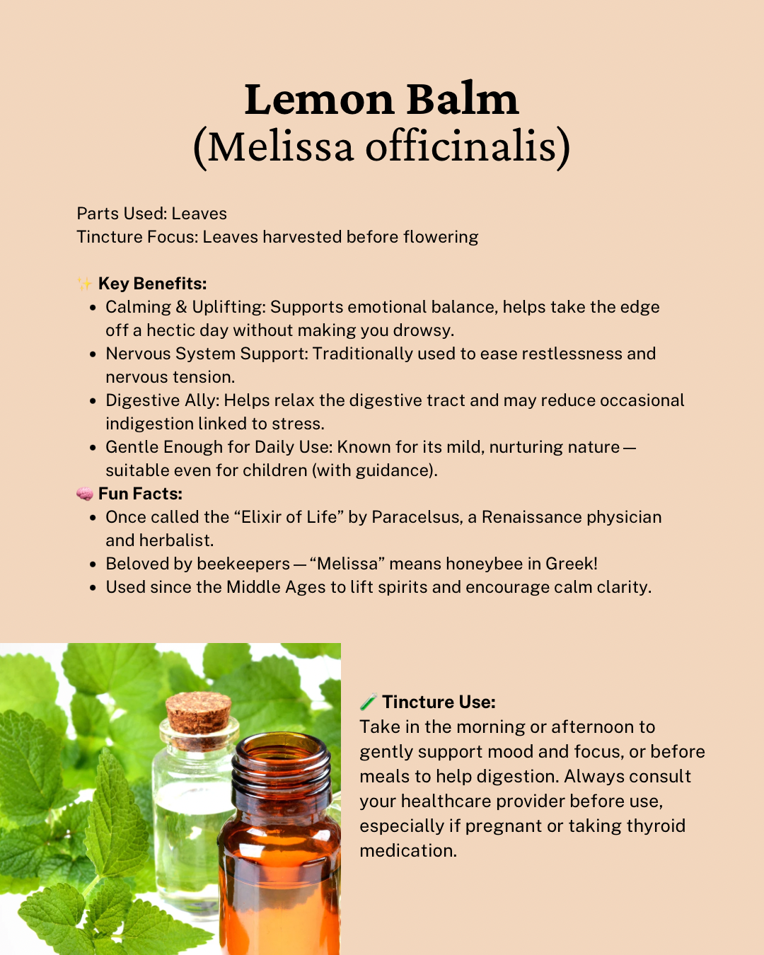 Lemon Balm Tincture – Uplifting Herbal Support