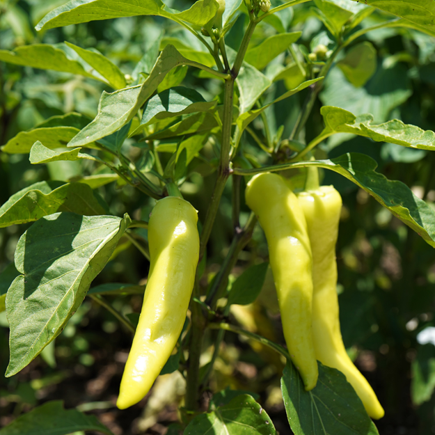 Sweet banana pepper seeds, banana pepper seeds, North Carolina local banana pepper seeds, seeds for gardening, seeds for gardening beginners, North Carolina homestead, Seed starter, seeds for homesteading, seeds for home garden, Local seeds, banana pepper seeds near me
