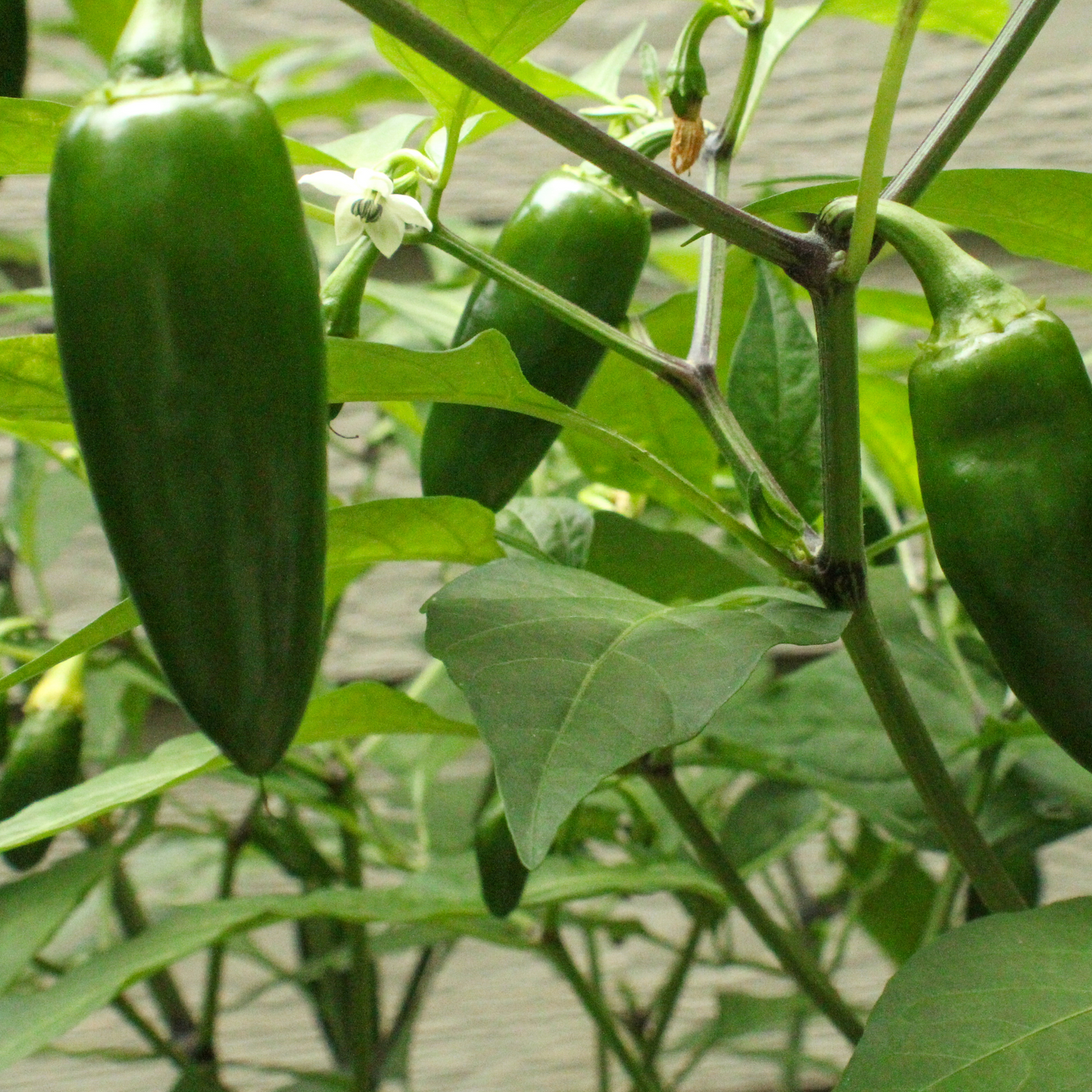 Jalapeno Pepper Seeds, Jalapeno seeds for home cultivation, Jalapeno seeds, North Carolina Jalapeno seeds, Homesteading starter kit, home garden starter kit, home garden seeds