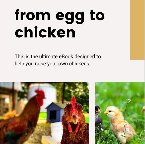 From Egg To Chicken eBook Download