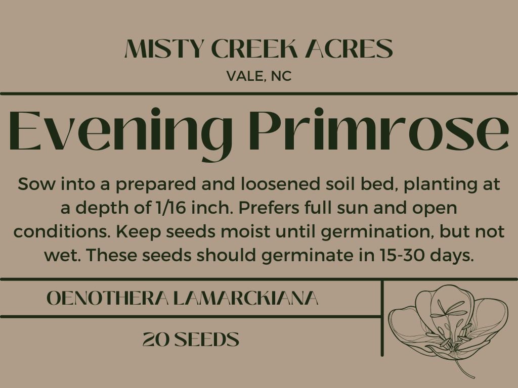 Premium Evening Primrose Seeds (Quantity: 20) Organic Non GMO Flower Seeds