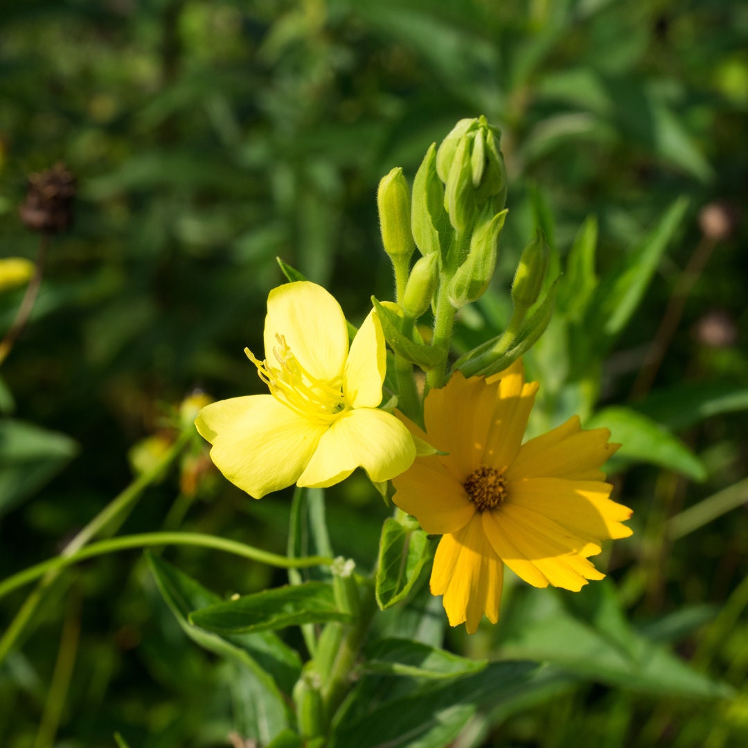 Premium Evening Primrose Seeds (Quantity: 20) Organic Non GMO Flower Seeds
