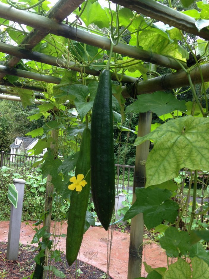 Organic Luffa Seeds, Luffa gourd seeds, North Carolina Luffa seeds, North Carolina seeds for farming, luffa seeds, natural loofa, loofa seeds, homesteading seeds, beginner homestead seeds
