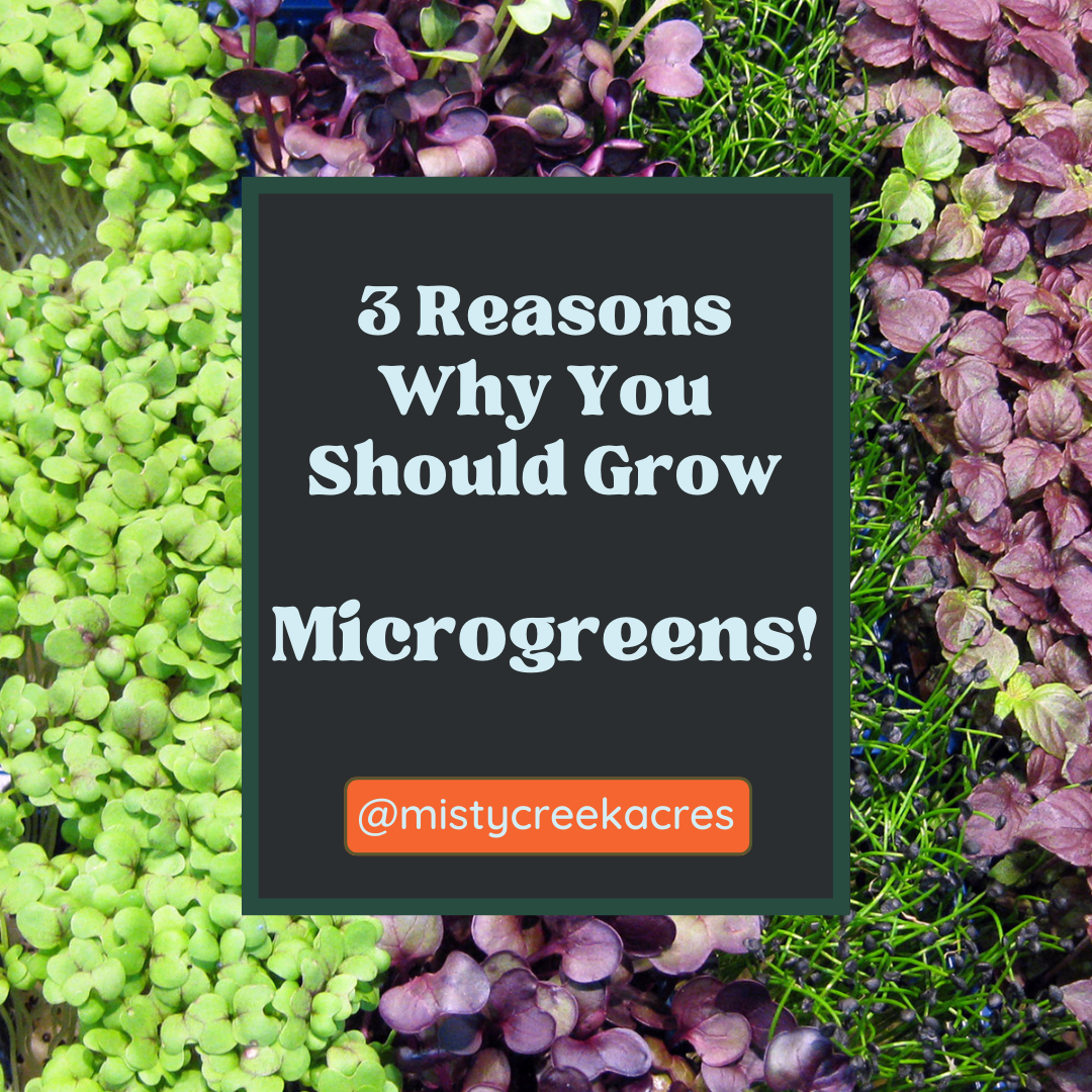 3 Reasons Why You Should Grow Microgreens!