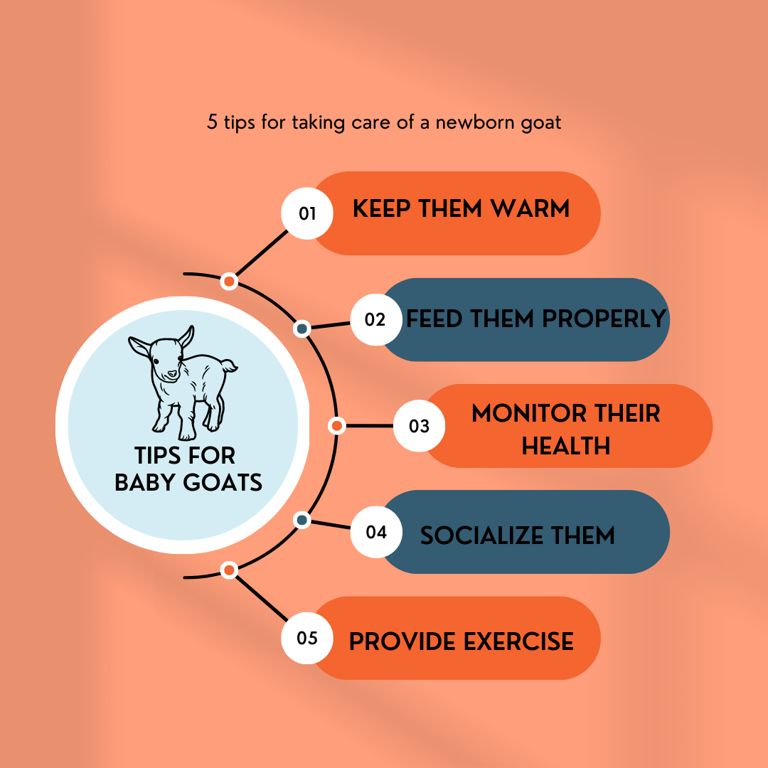 5 Essential Tips for Taking Care of a Newborn Goat