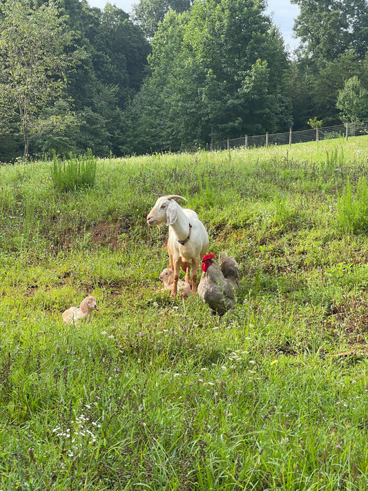 goats in a field with a rooster