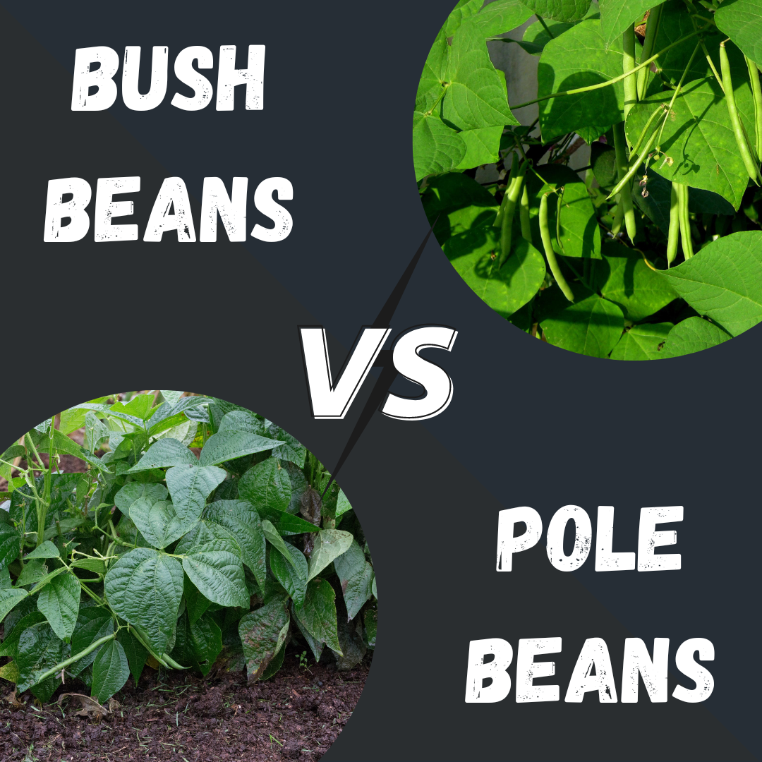 Green Beans Showdown: Bush Beans vs Pole Beans