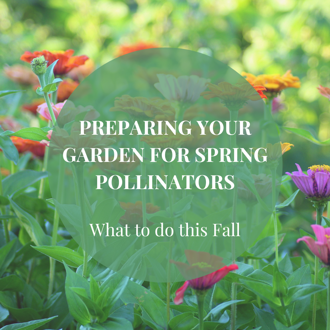 Preparing Your Garden For Spring Pollinators: What To Do This Fall