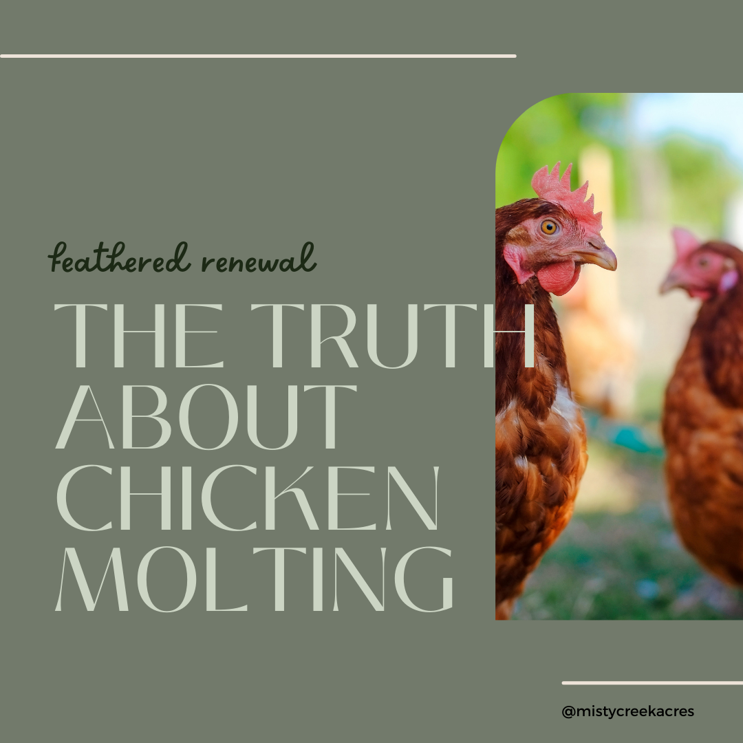 Understanding Chicken Molting: A Natural Cycle in Poultry