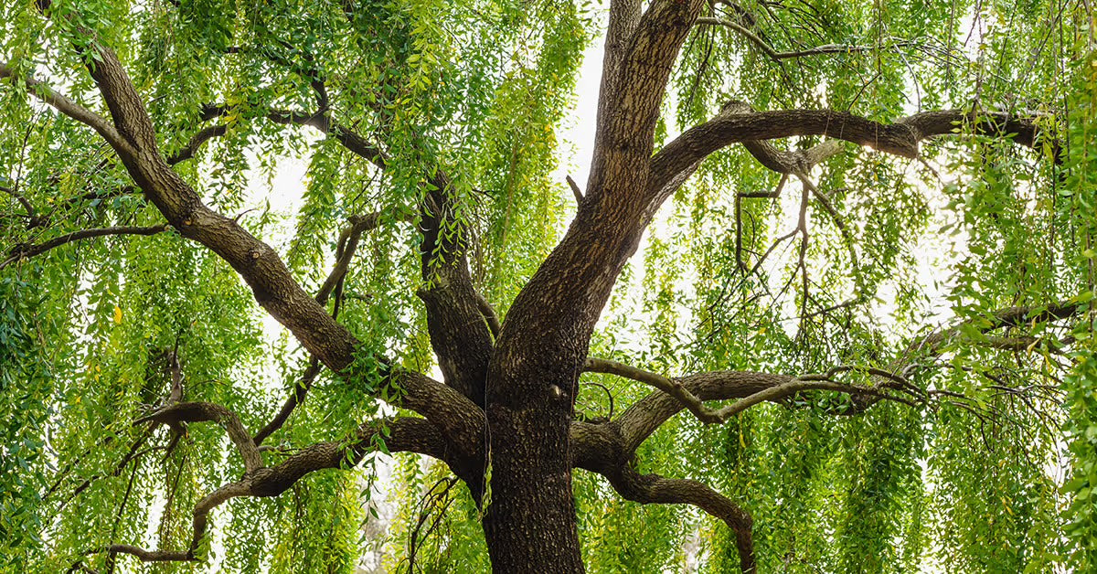 White Willow Bark Tincture – Natural Relief for Aches & Discomfort