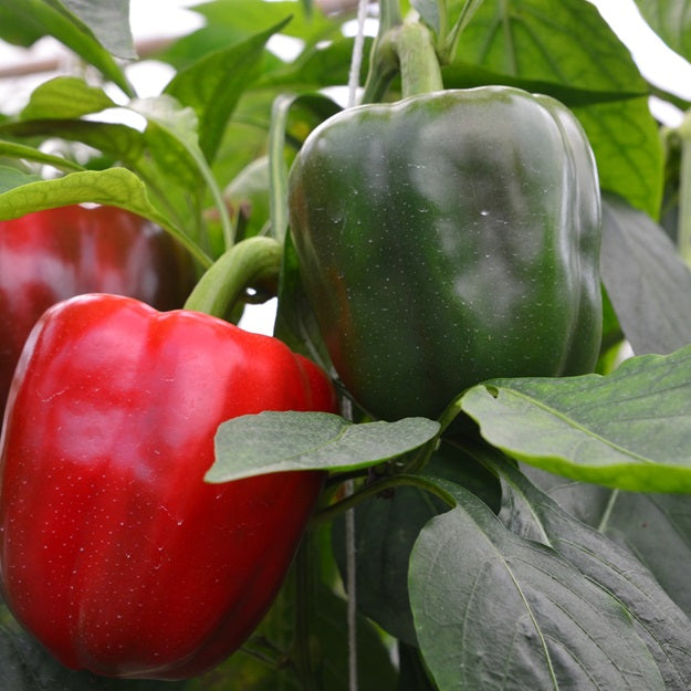 Bell pepper seeds, home gardening, seed packs for gardening, homesteading, home gardening, home harvest, self sufficient home
