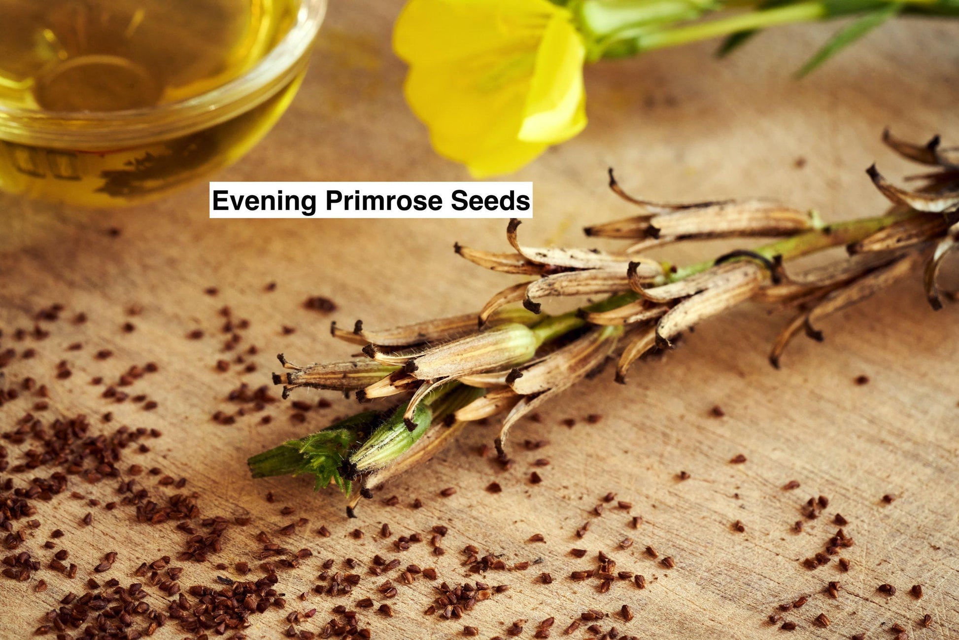 Premium Evening Primrose Seeds (Quantity: 20) Organic Non GMO Flower Seeds