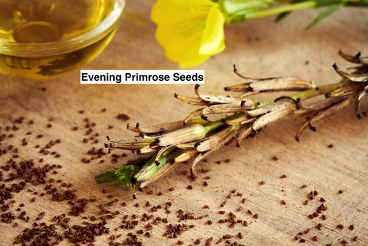 Premium Evening Primrose Seeds (Quantity: 20) Organic Non GMO Flower Seeds