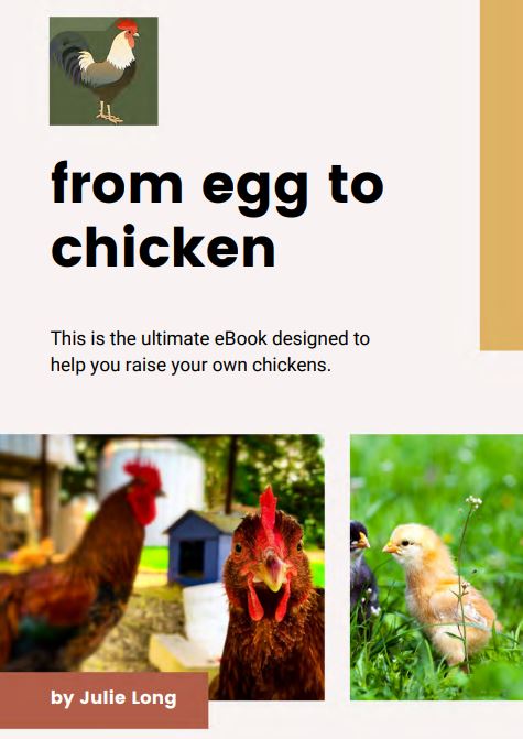 From Egg to Chicken, Raising Chickens eBook, Raising chickens guide, Guide on having chickens, Homesteading eBook, Chickens eBook